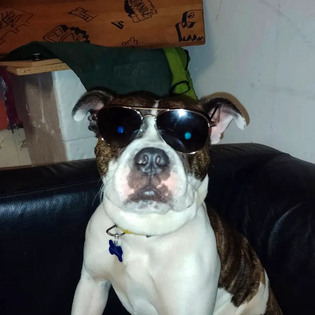 Mad Dog Collective &lpar;Brighton Punk Ska&rpar;