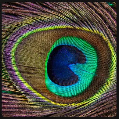Artist Avatar