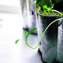 Planta