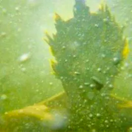 Naives&lowbar;London